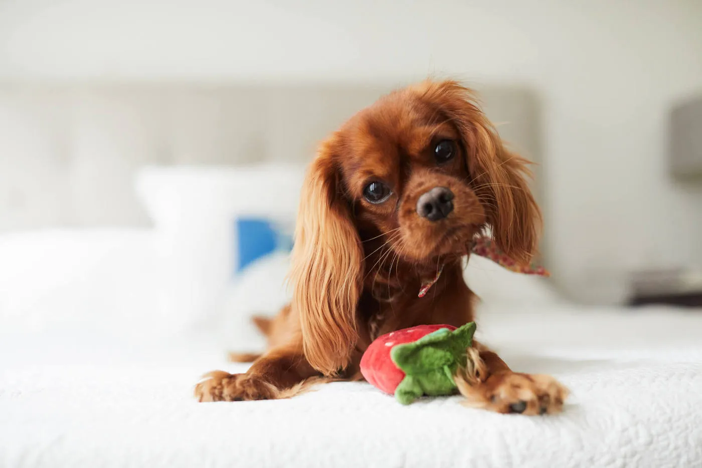 auburn puppy with toy looking straight ahead