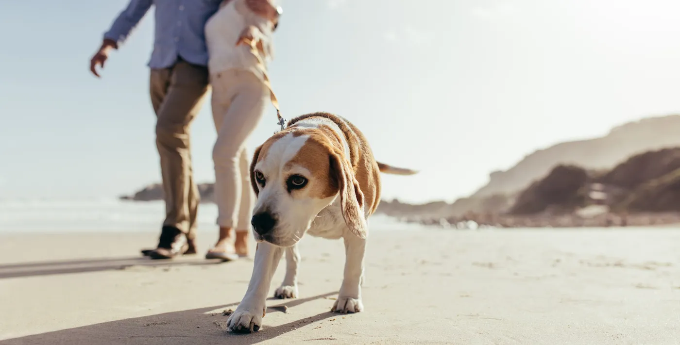 Dog puppy on morning walk at beach with owner. Couple walking their pet dog along the beach in morning.