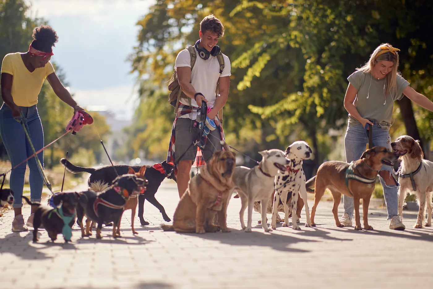 Three dogwalkers smiling and holding many dogs on leashes in a sunny park.