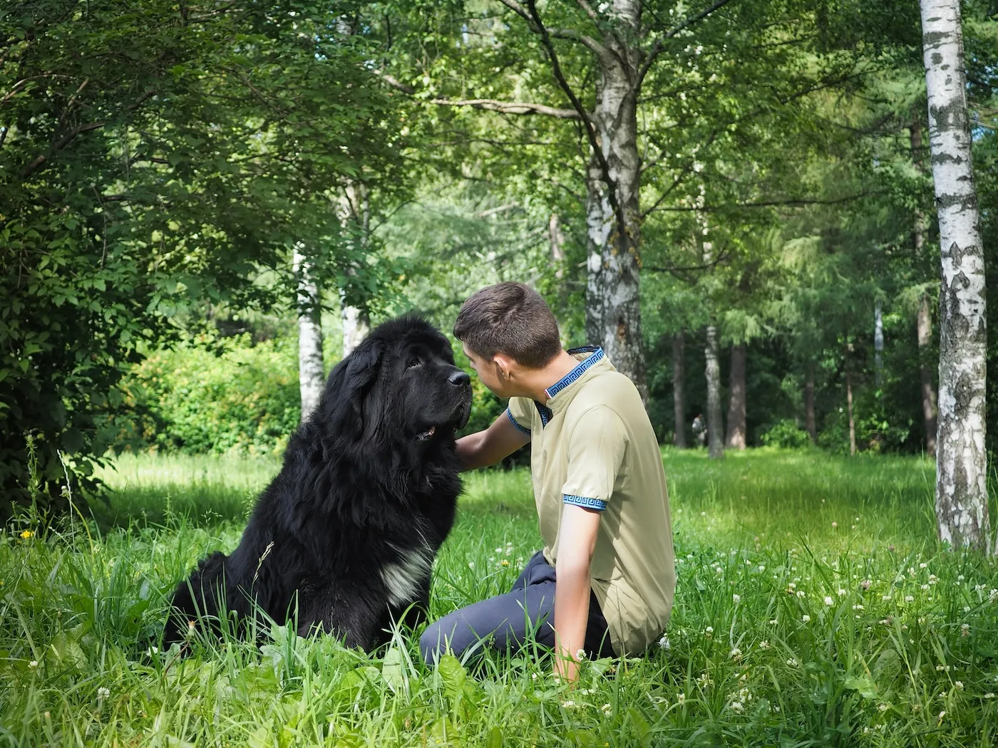 A large black Newfoundland dog and its owner sitting in a birch forest in the grass in summer.